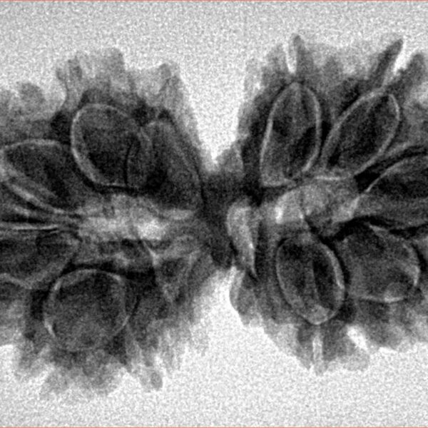 14 Mk Gaurishankar 34.2mm 5.28gm - Inverse xray