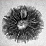 9 Mukhi Rudraksha 23.7mm 3.86gm - Inverse xray