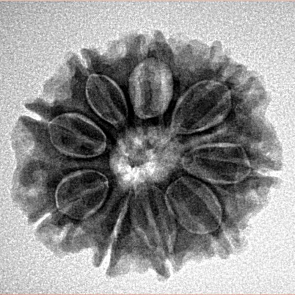 9 Mukhi Rudraksha 23.7mm 3.86gm - Inverse xray