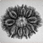 10 Mukhi Rudraksha 24.6mm 3.28gm - Inverse xray