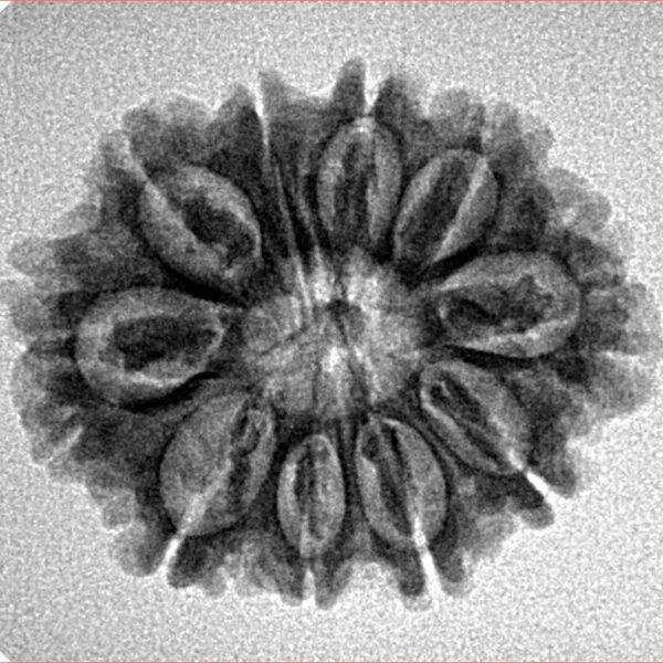 10 Mukhi Rudraksha 24.6mm 3.28gm - Inverse xray