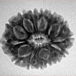 14 Mukhi Rudraksha 24.5mm 3.9gm - Inverse xray
