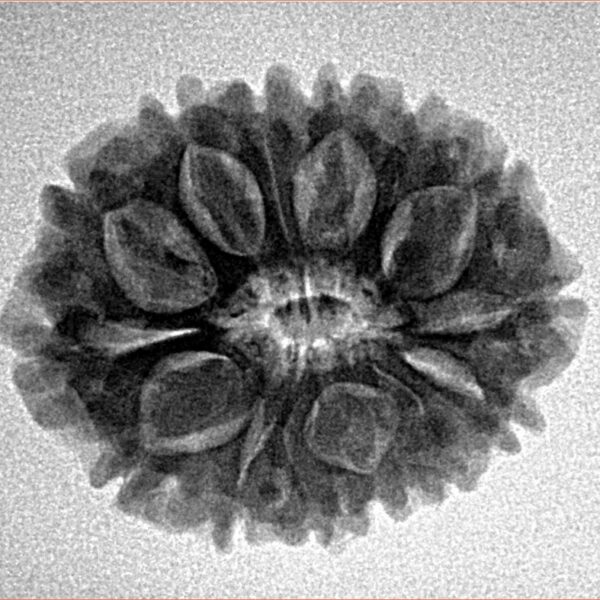 14 Mukhi Rudraksha 24.5mm 3.9gm - Inverse xray