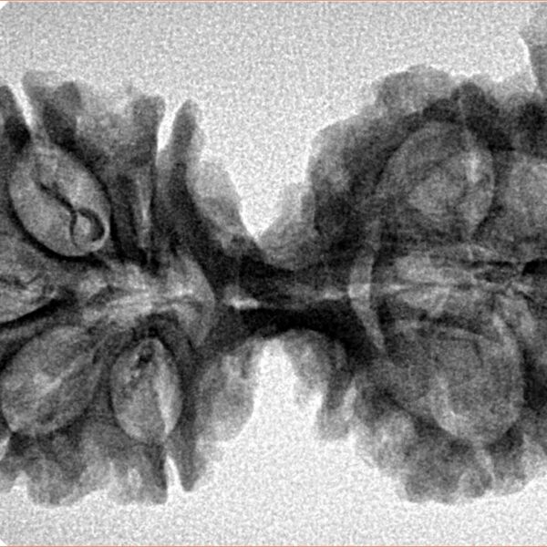 9 Mukhi G.S & Ganesh 36.3mm 5.33gm - Inverse xray