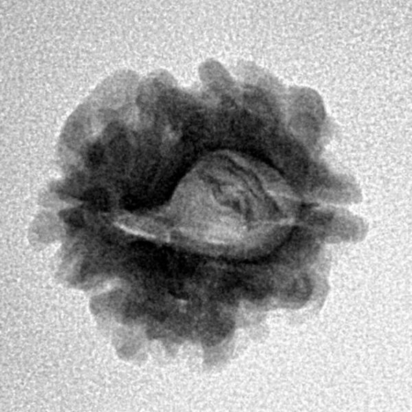 2 Mukhi Rudraksha 19.3mm 2gm - Inverse xray