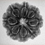 8 Mukhi Rudraksha 23.3mm 4.65gm - Inverse xray
