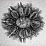 10 Mukhi Rudraksha 24.1mm 3.32gm - Inverse xray