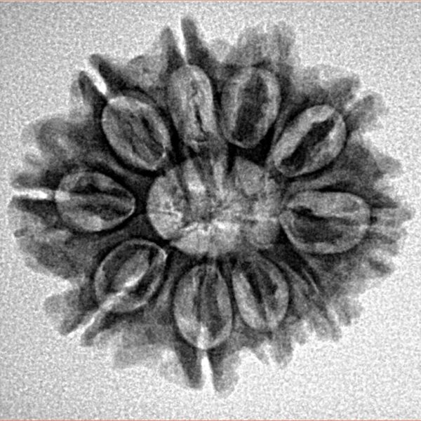 10 Mukhi Rudraksha 24.1mm 3.32gm - Inverse xray