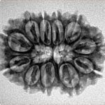 11 Mukhi Rudraksha 26.6mm 3.58gm - Inverse xray