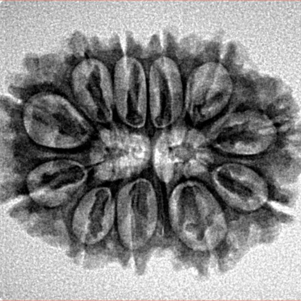 11 Mukhi Rudraksha 26.6mm 3.58gm - Inverse xray