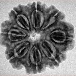 8 Mukhi Rudraksha 25.5mm 4.29gm - Inverse xray