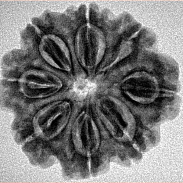 8 Mukhi Rudraksha 25.5mm 4.29gm - Inverse xray