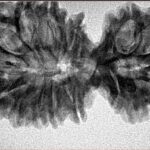 18 MK Gaurishankar 39.4mm 5.56gm - Inverse xray
