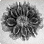 9 Mukhi Rudraksha 24.7mm 3.83gm - Inverse xray