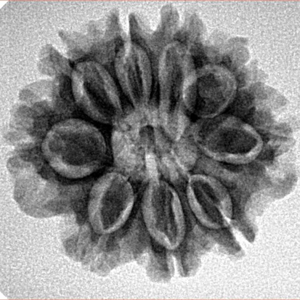 9 Mukhi Rudraksha 24.7mm 3.83gm - Inverse xray