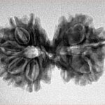 8 MK Gaurishankar 29mm 3.72gm - Inverse xray
