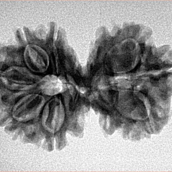 8 MK Gaurishankar 29mm 3.72gm - Inverse xray