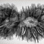18 MK Gaurishankar 38.4mm 7gm - Inverse xray