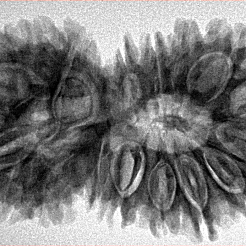 18 MK Gaurishankar 38.4mm 7gm - Inverse xray