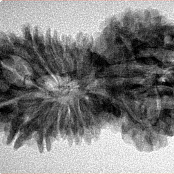 17 MK Gaurishankar 34.6mm 5gm - Inverse xray