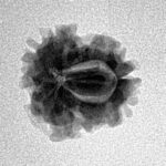 1 Mukhi Rudraksha 18mm 1.51gm - Inverse xray