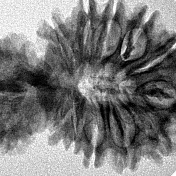 18 MK Gaurishankar 34.2mm 4.7gm - Inverse xray