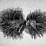 14 Mk Gaurishankar 29.7mm 4.16gm - Inverse xray