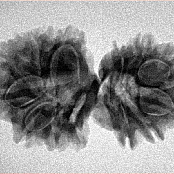 14 Mk Gaurishankar 29.7mm 4.16gm - Inverse xray