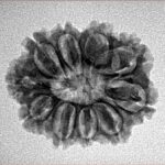 10 Mukhi Rudraksha 23.9mm 3gm - Inverse xray