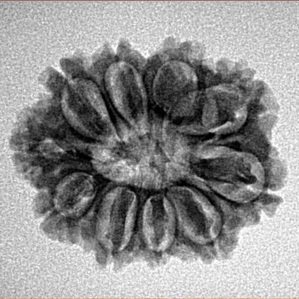 10 Mukhi Rudraksha 23.9mm 3gm - Inverse xray