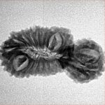 21 MK Gaurishankar 26.2mm 2gm - Inverse xray