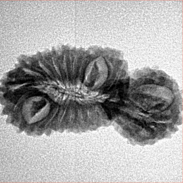 21 MK Gaurishankar 26.2mm 2gm - Inverse xray