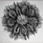 9 Mukhi Rudraksha 24.1mm 3.76gm - Inverse xray