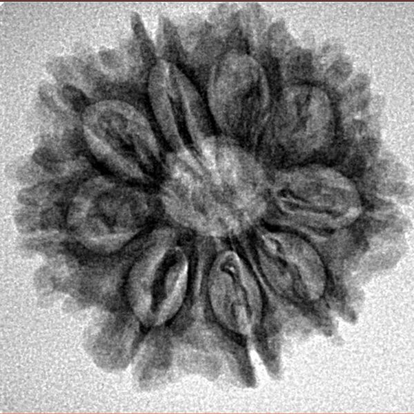 9 Mukhi Rudraksha 24.1mm 3.76gm - Inverse xray