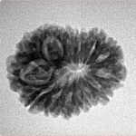 14 Mukhi Rudraksha 22.6mm 2.68gm - Inverse xray