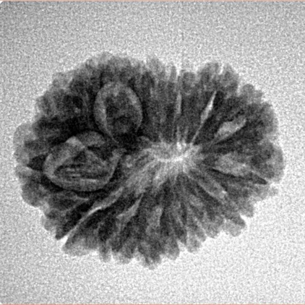 14 Mukhi Rudraksha 22.6mm 2.68gm - Inverse xray
