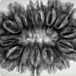 14 Mukhi Rudraksha 34.1mm 6.8gm - Inverse xray