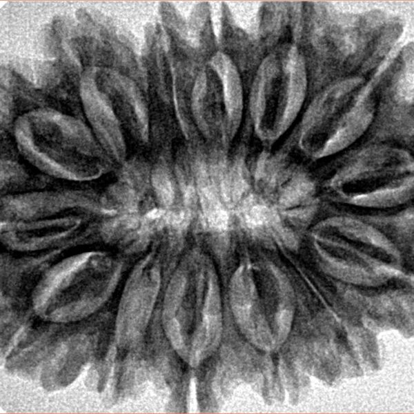 14 Mukhi Rudraksha 34.1mm 6.8gm - Inverse xray