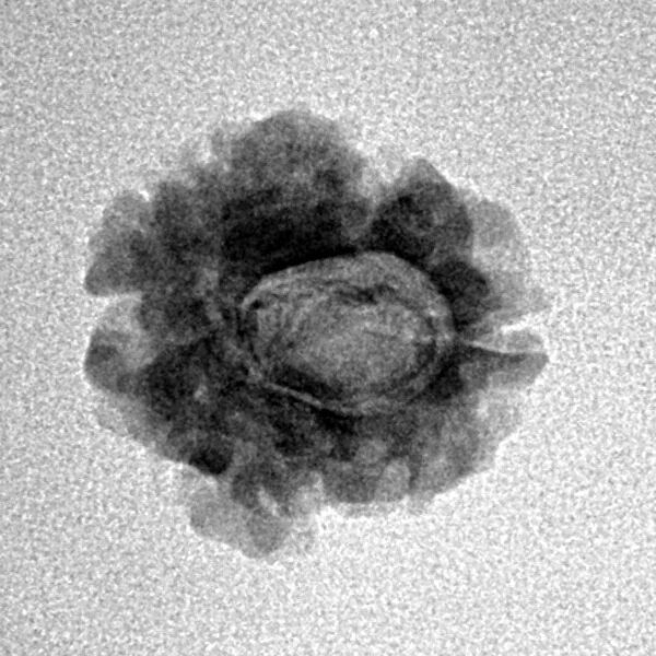 1 Mukhi Rudraksha 16.9mm 1.41gm - Inverse xray
