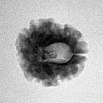 1 Mukhi Rudraksha 17.4mm 1.76gm - Inverse xray