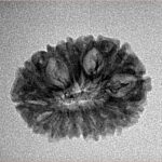 14 Mukhi Rudraksha 22.3mm 1.69gm - Inverse xray