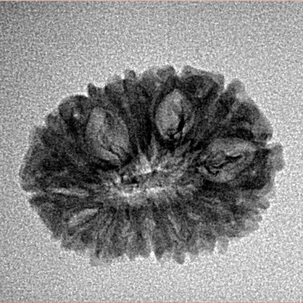 14 Mukhi Rudraksha 22.3mm 1.69gm - Inverse xray
