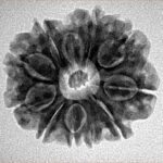 10 Mukhi Rudraksha 24mm 3.78gm - Inverse xray