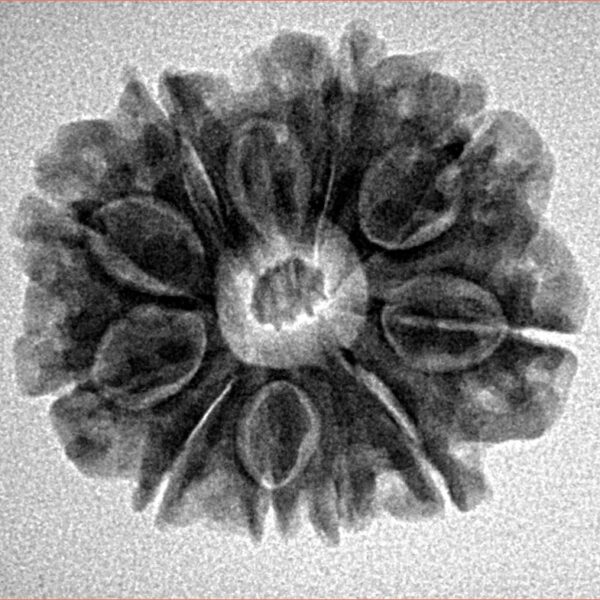 10 Mukhi Rudraksha 24mm 3.78gm - Inverse xray