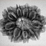 9 Mukhi Rudraksha 26.7mm 3.88gm - Inverse xray