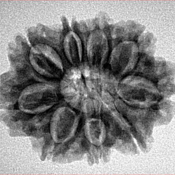 9 Mukhi Rudraksha 26.7mm 3.88gm - Inverse xray
