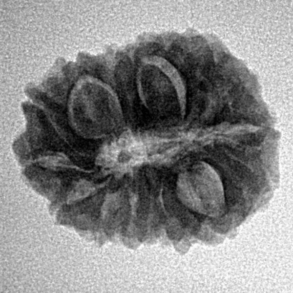 14 Mukhi Rudraksha 21.1mm 2.64gm - Inverse xray
