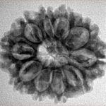 10 Mukhi Rudraksha 26.4mm 4.07gm - Inverse xray