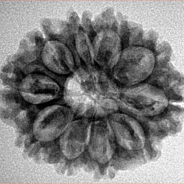10 Mukhi Rudraksha 26.4mm 4.07gm - Inverse xray