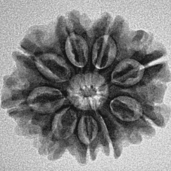9 Mukhi Rudraksha 23.1mm 3.42gm - Inverse xray
